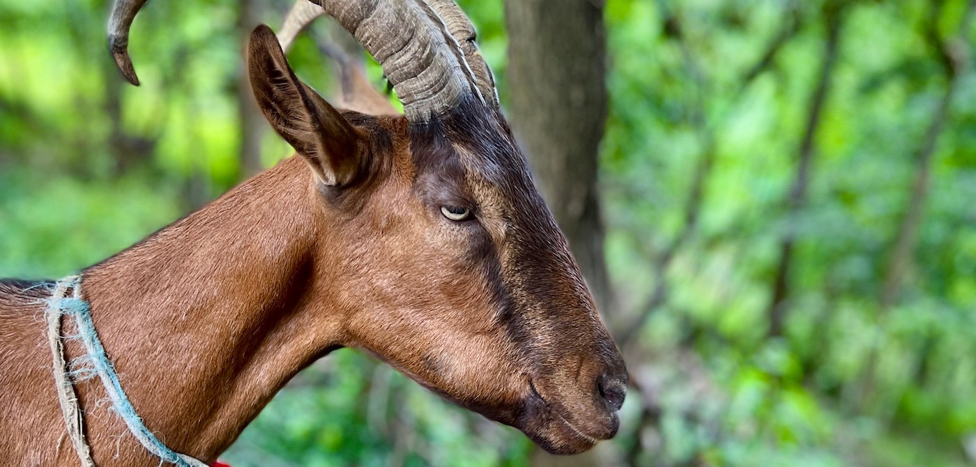 A caramel-brown goat in profile, with a bright green leafy background.