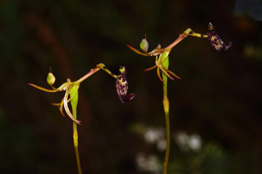 Two identical green and purple flowers that have a long stem reaching out with a bumpy protrustion on the end of them that looks like a big.