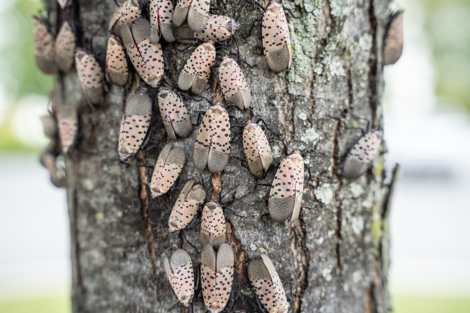 over a dozen spotted lanternflies, soft brown dotted with black spots, huddle on a tree trunk