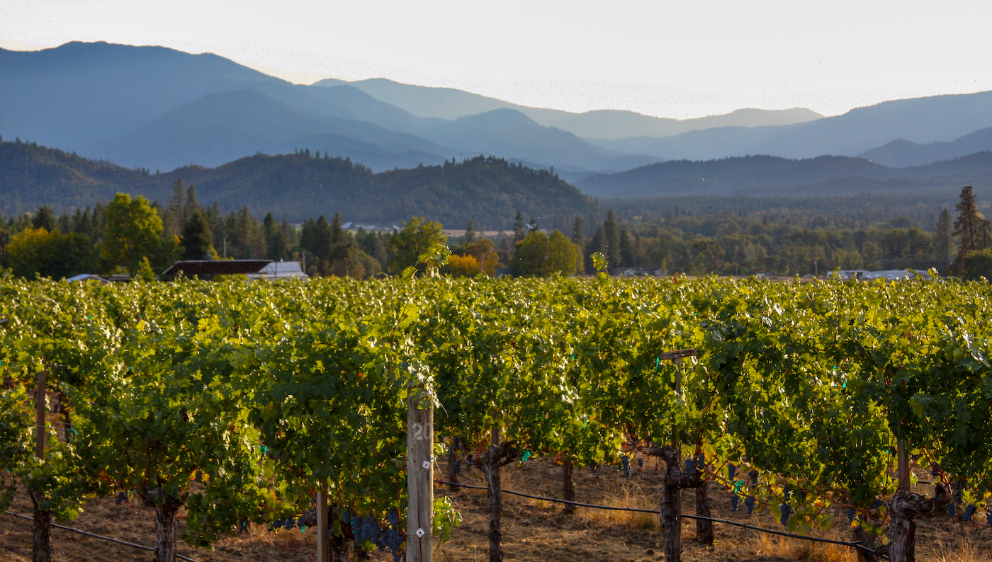 A green vineyard with tall mountains in the far background