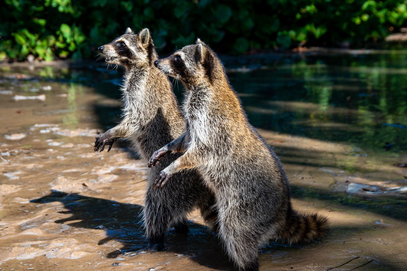 two raccoons stand on their hind legs on a sandy shore.