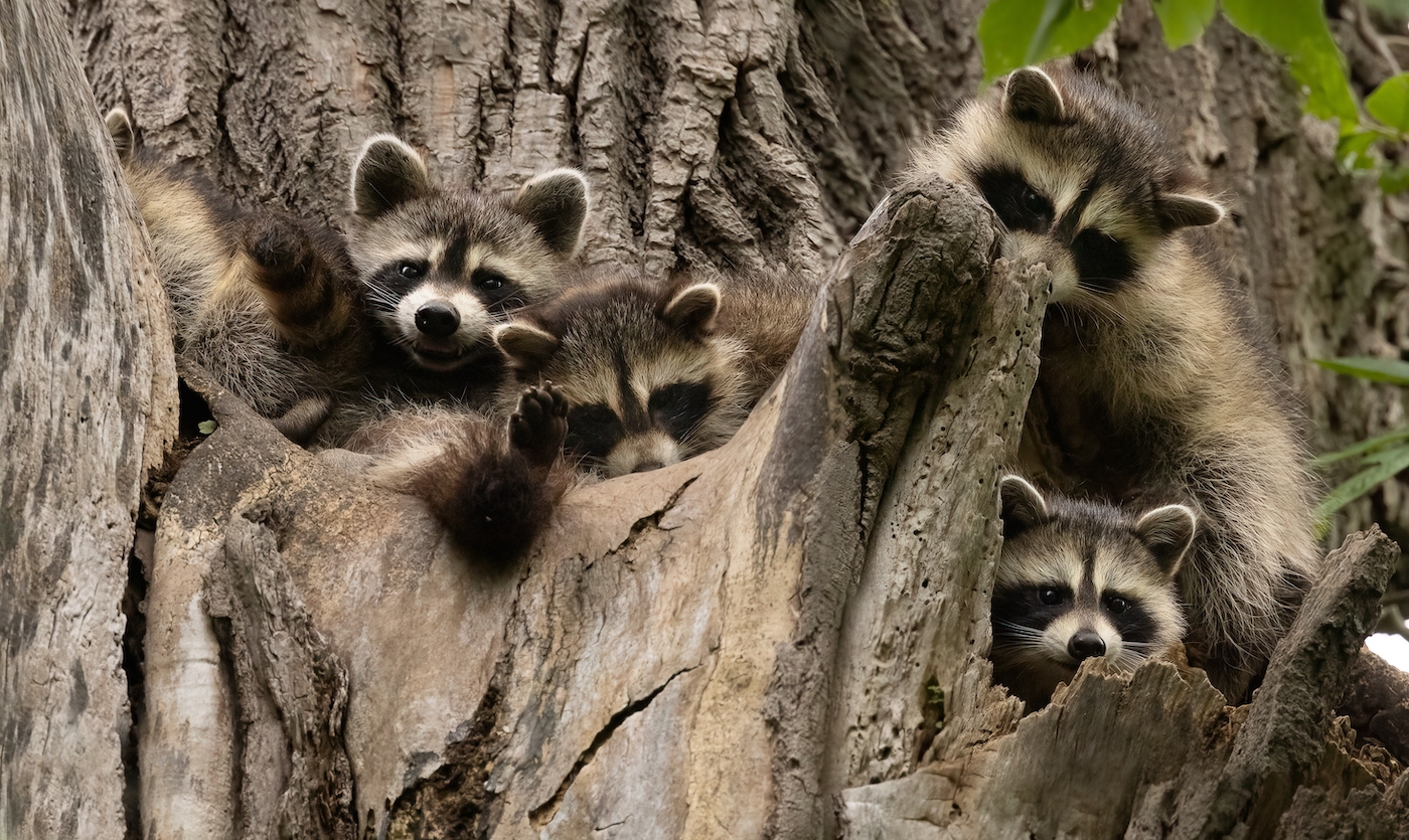 HighFlying TrickOrTreat Delivers Rabies Vaccines For Raccoons