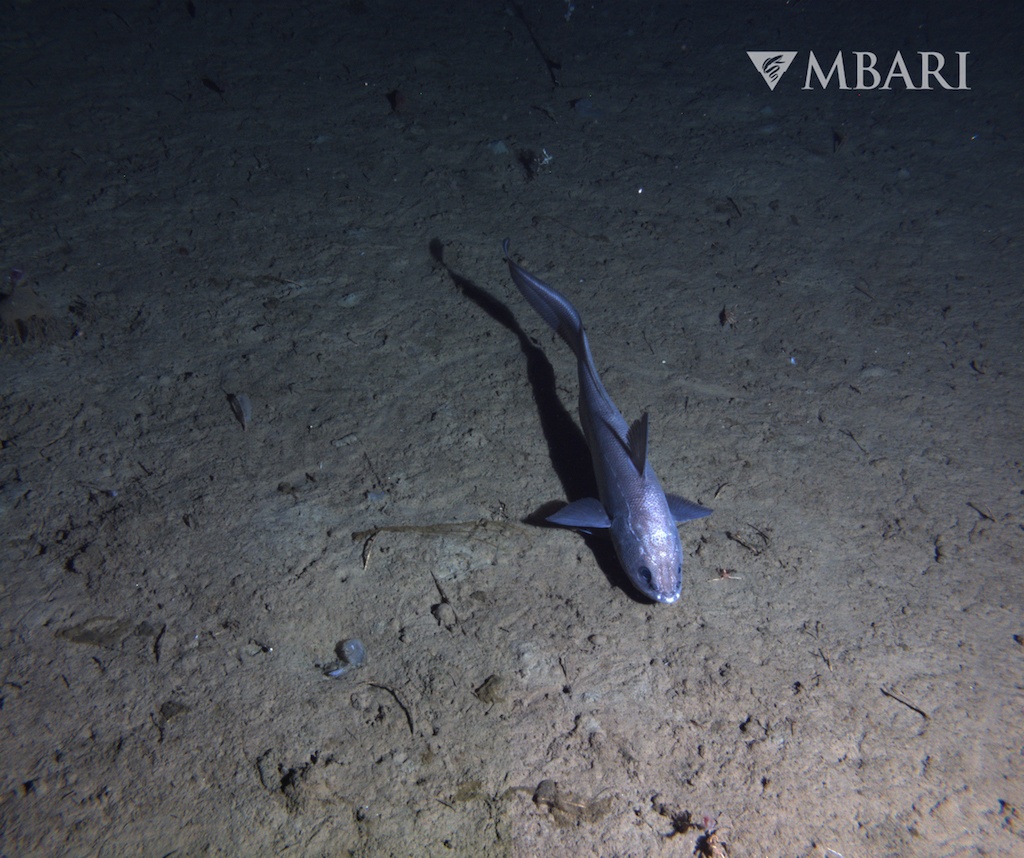 A purple fish glints in slight light as it swims close to the sand at the bottom of the ocean.