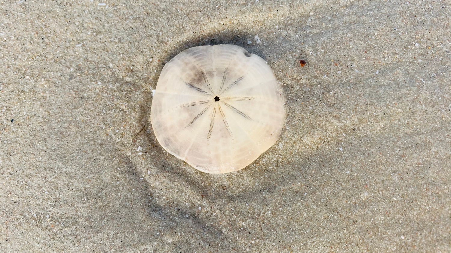 a circular sand dollar in the sand. a vague star-like pattern is at the center with a small hole in the middle