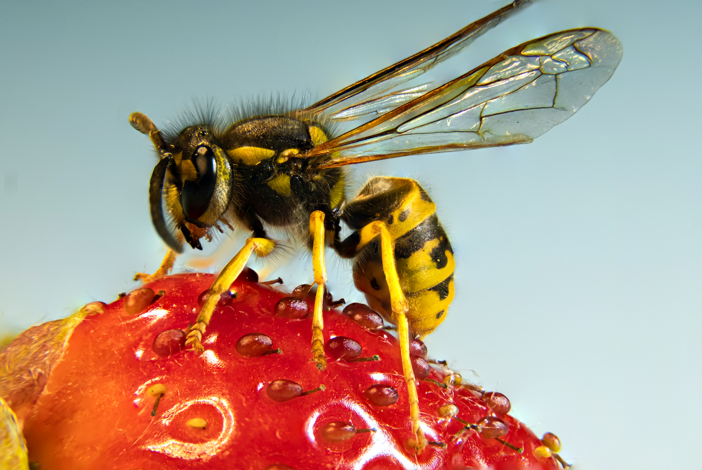 A black and white wasp with a hairy torso and thin wings is perched atop a red strawberry.