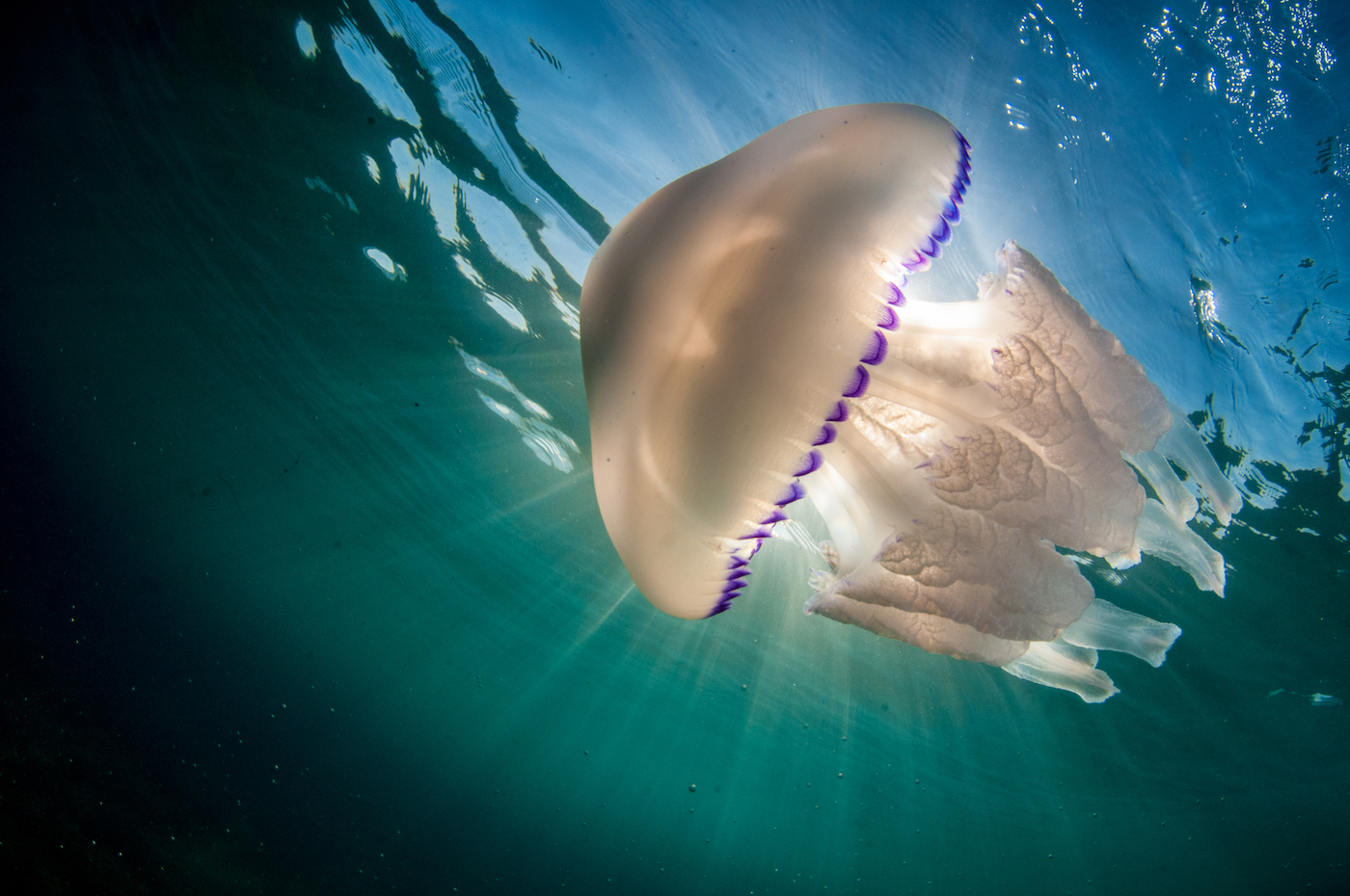 light reflecting off of a white barrel jellyfish in Mediterranean Sea