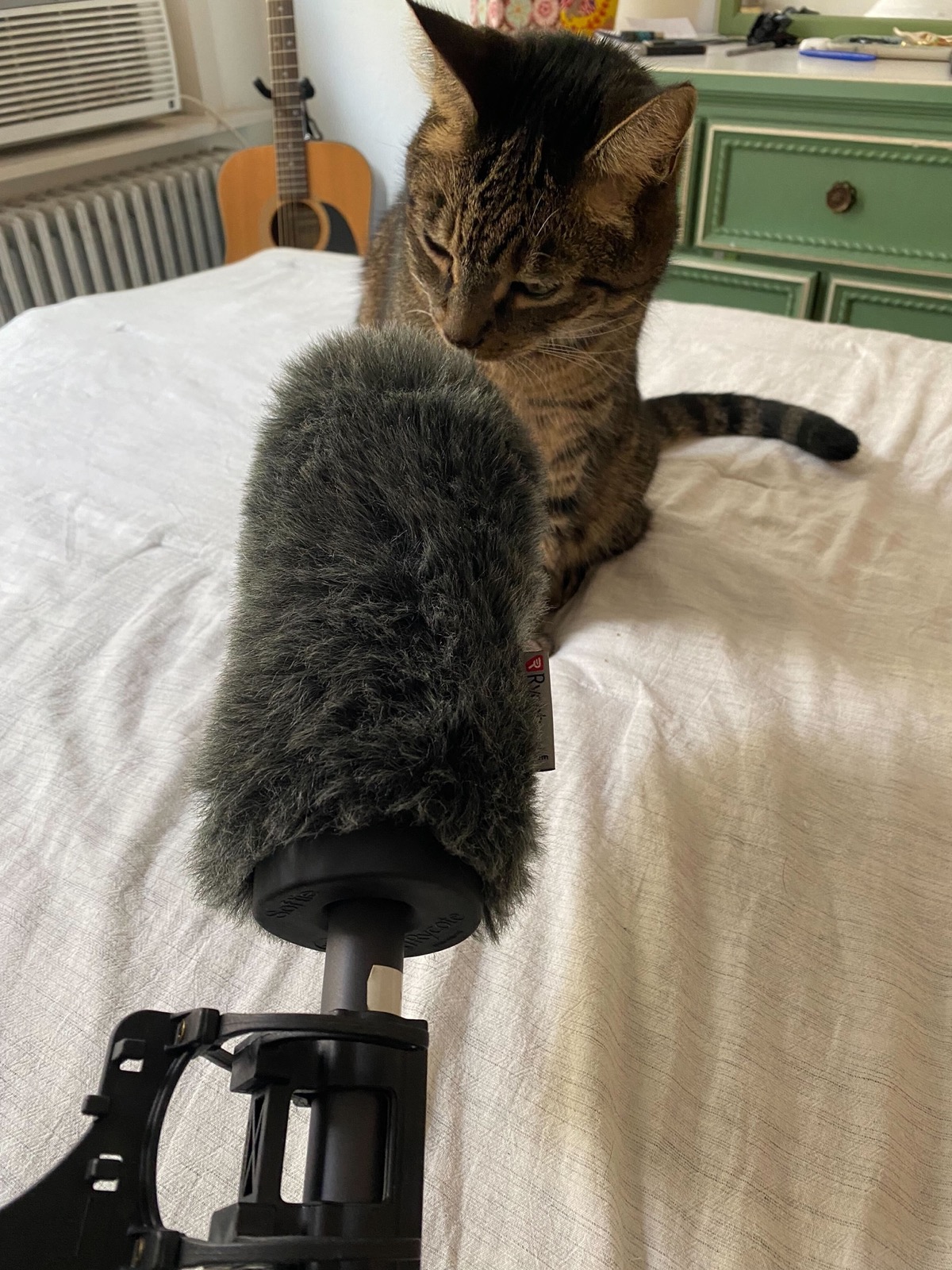 a brown tabby cat sitting on a bed looks at 