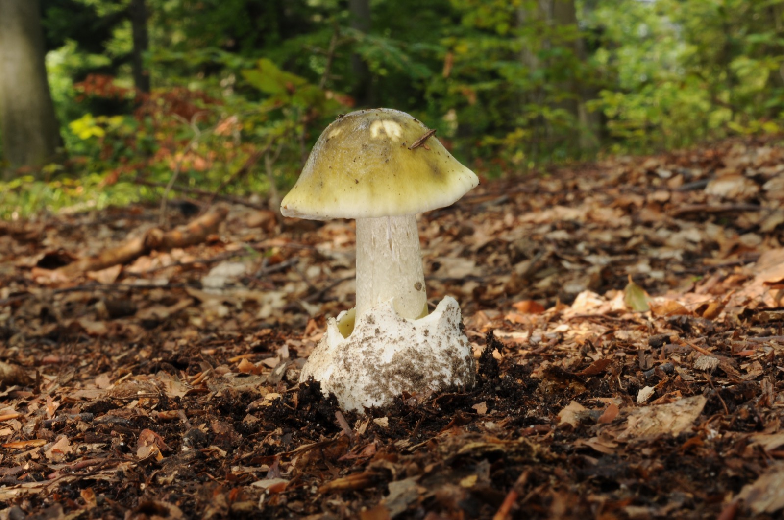 a light brown mushroom with a domed cap sprouts from the brown leaves of a forest floor