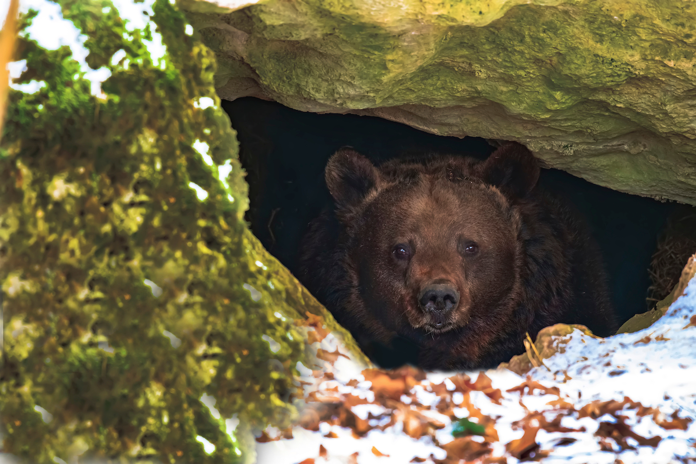 A brown bear peeking out of a cave crevice.