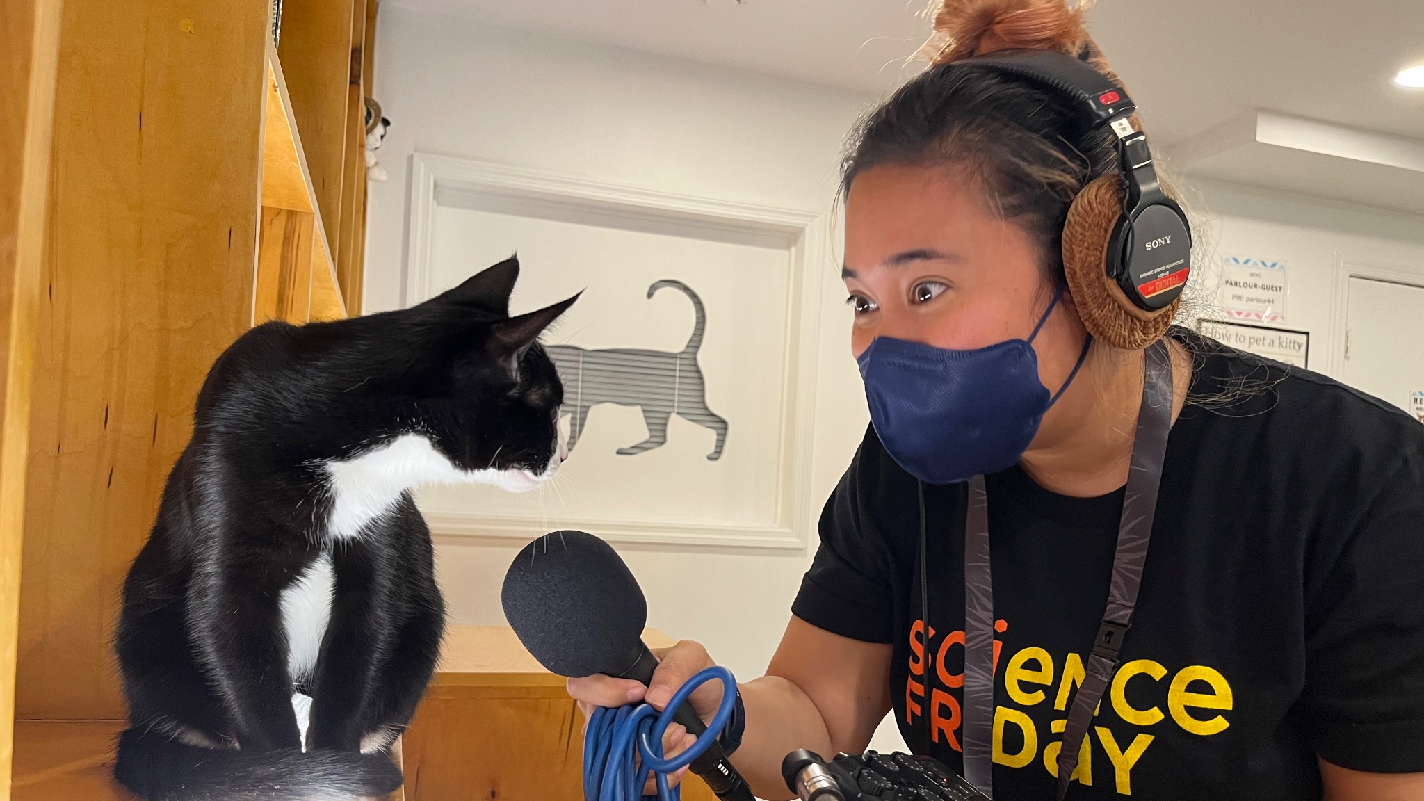 woman wearing a mask, headphones, and a black shirt that says science friday holds up a microphone to a black and white cat