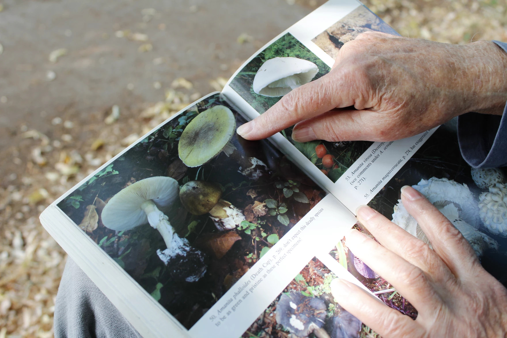 a pair of white hands hold open a book, featuring pictures of different mushrooms. one hand points to a mushroom with a wide flat cap