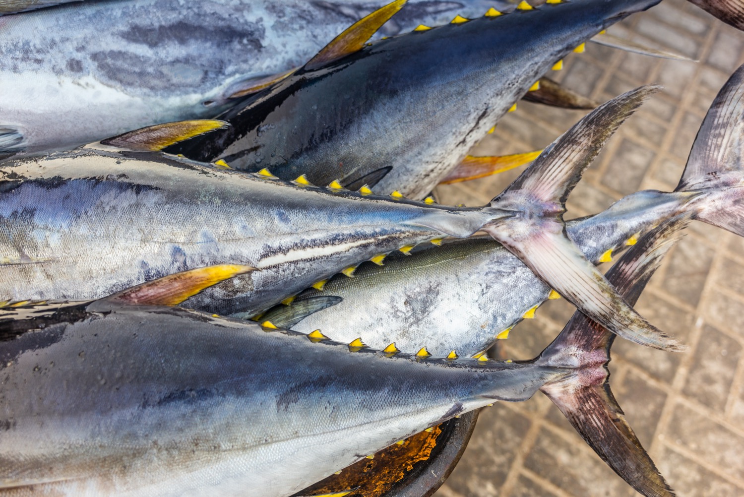 a stack of yellowfin tuna's on a boat dek. the back half of their bodies have yellow spikes on their tops and bottoms