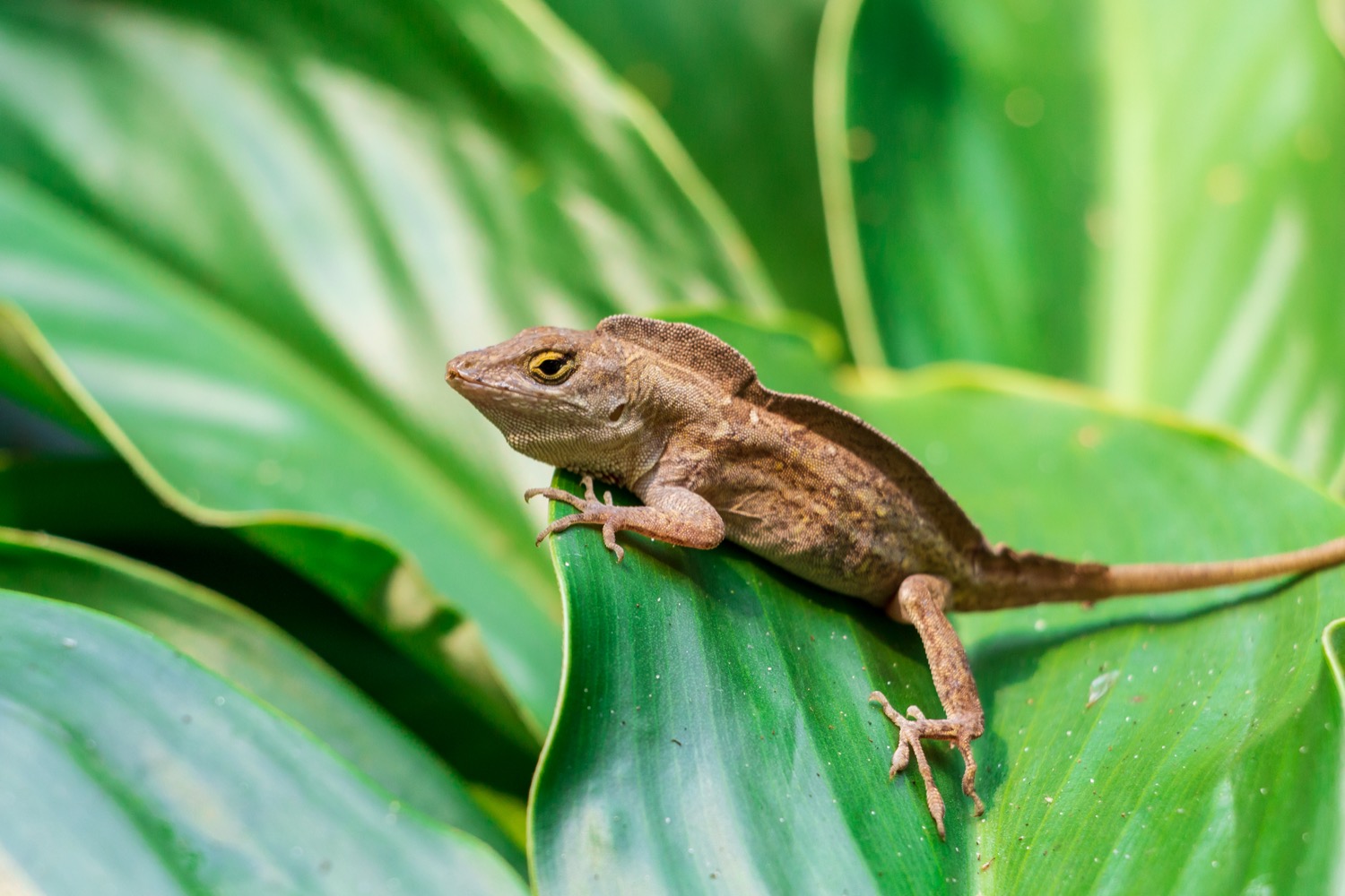 a small brown lizard perched on the edge of a large leaf