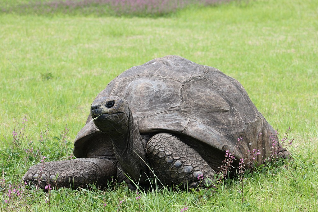 A large, old tortoise on grass. 