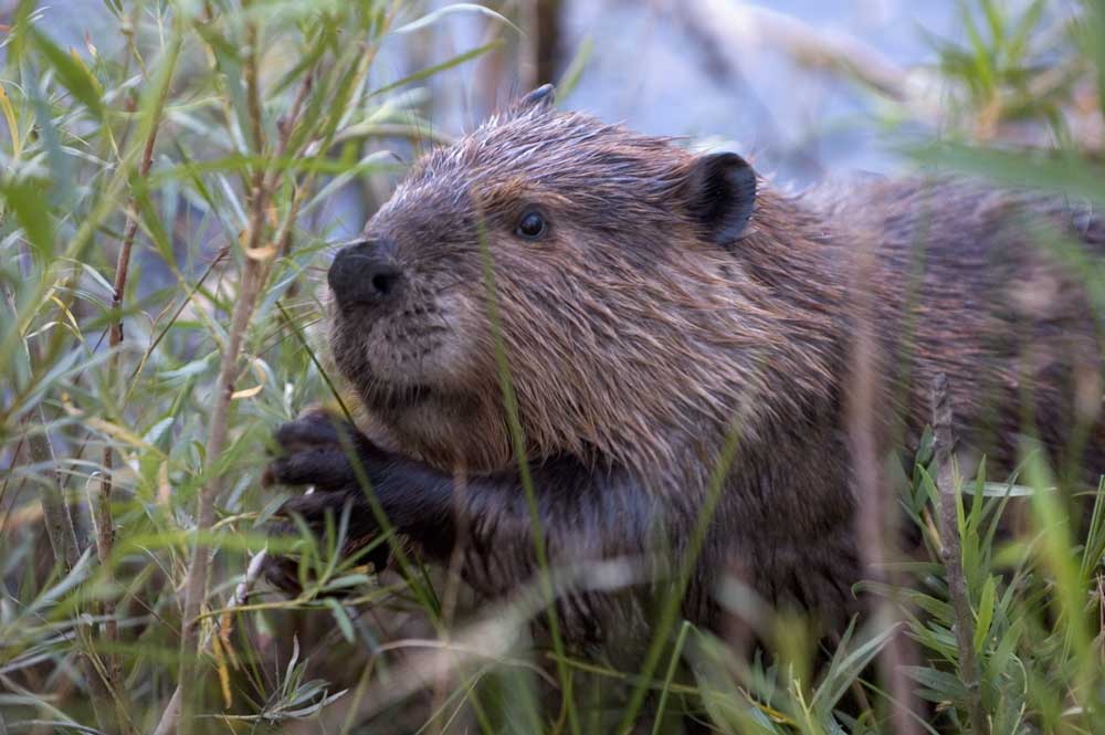 a beaver peeking through tall grass in a marsh.