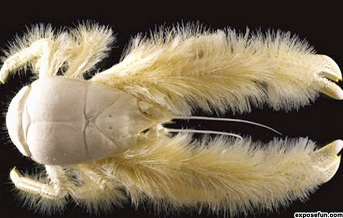 A pale white crab with hairy claws and legs