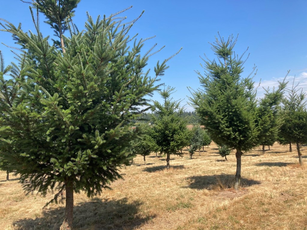 christmas trees growing on a farm