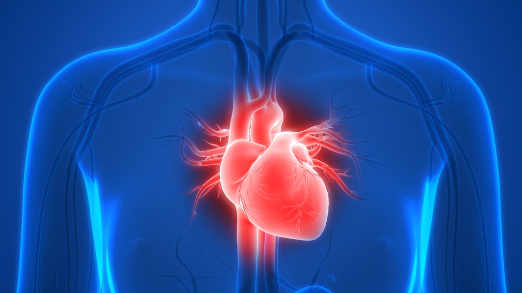 Human Heart Anatomy. 3D