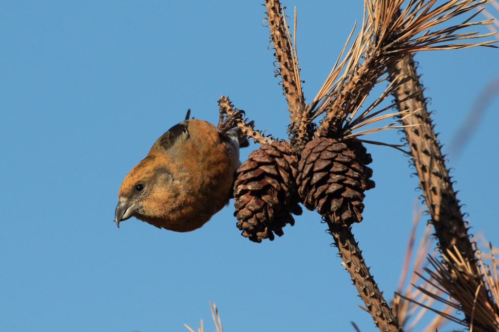 A brown bird the size of a pinecone hanging off of a branch with two pinecones.