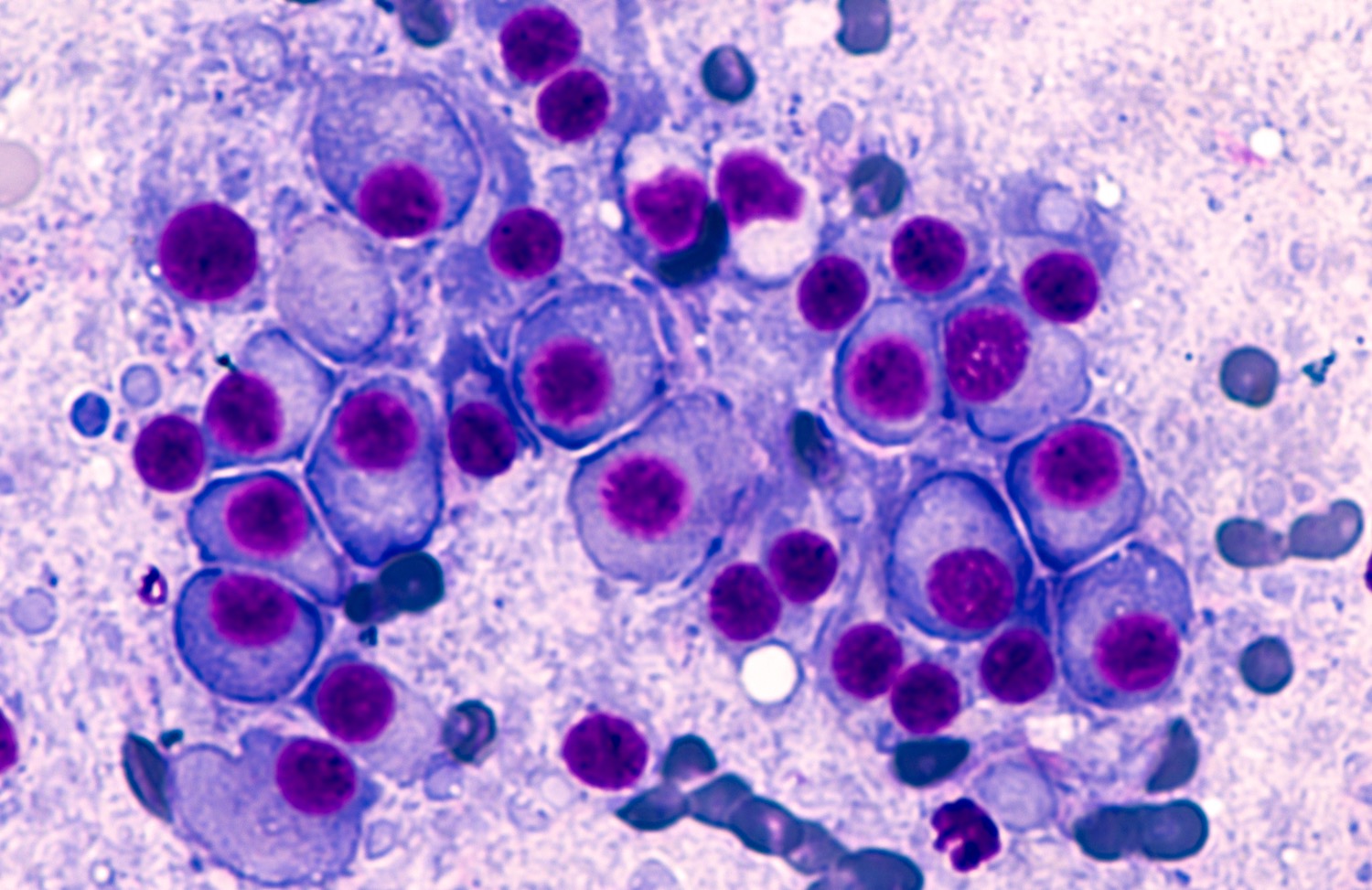 a microscopic image of a cluster of a couple dozen purple cells with darker purple dots inside each of them