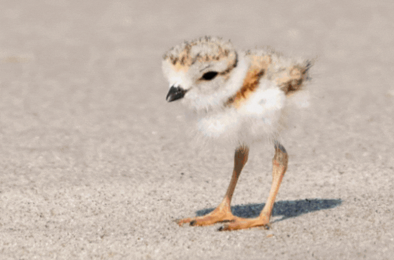 The Best Stories This Year From Science Friday, 2022