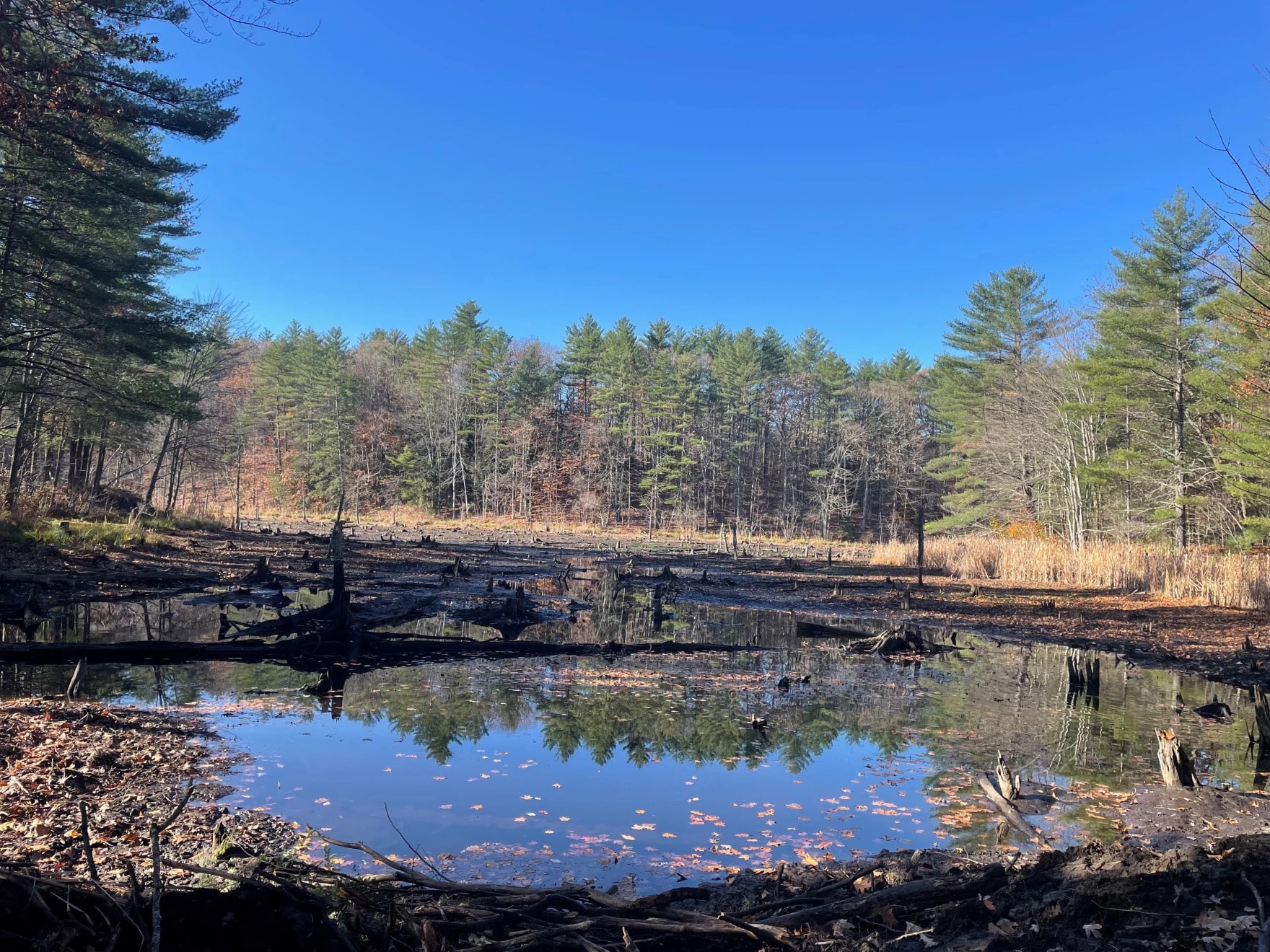 a landscape shot of a pond with trees bordering it. there is a line of a pile of wood spanning the pond, suggesting a beaver dam