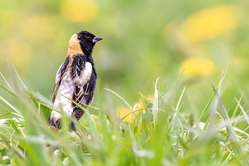 a small bird raising its head above grass. 