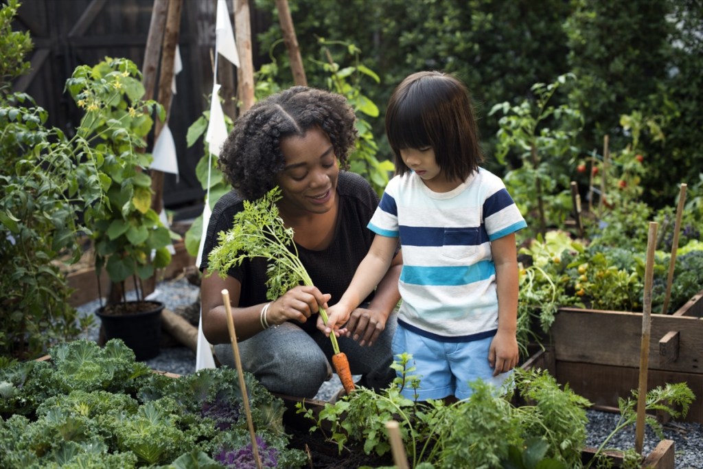 A woman helps a child pull a carrot from a vegetable garden. 