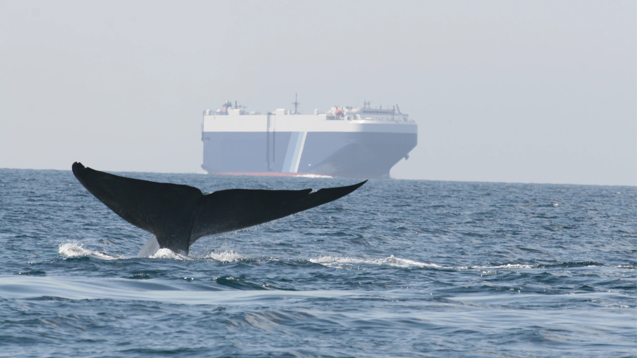 a large whale tail about to submerge into the water. a large container ship looms in the background