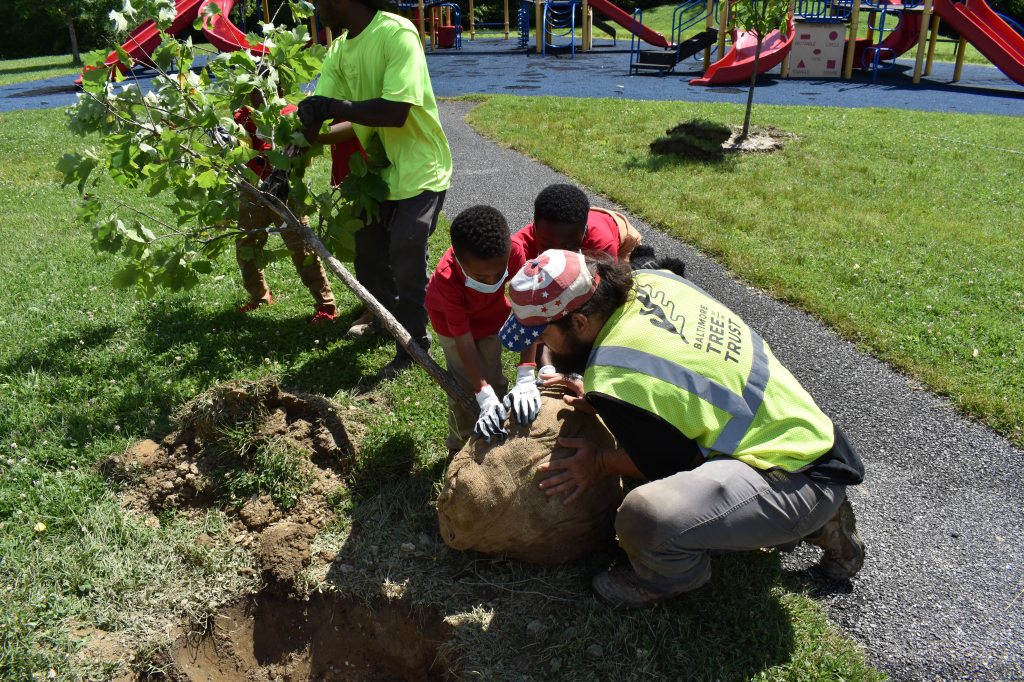 A man wearing a "Baltimore Tree Trust" vest planting a tree with two young children helping.