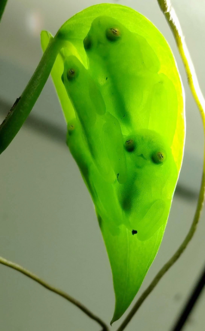Three frog outlines that reveal the color of the leaf behind them, except for opaque black eyes and centers.