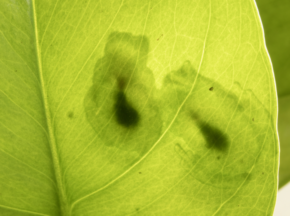 The light outlines of two glass frogs seen through a leaf, with an opaque oval pouch shape in their centers.