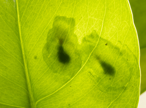 The light outlines of two glass frogs seen through a leaf, with an opaque oval pouch shape in their centers.