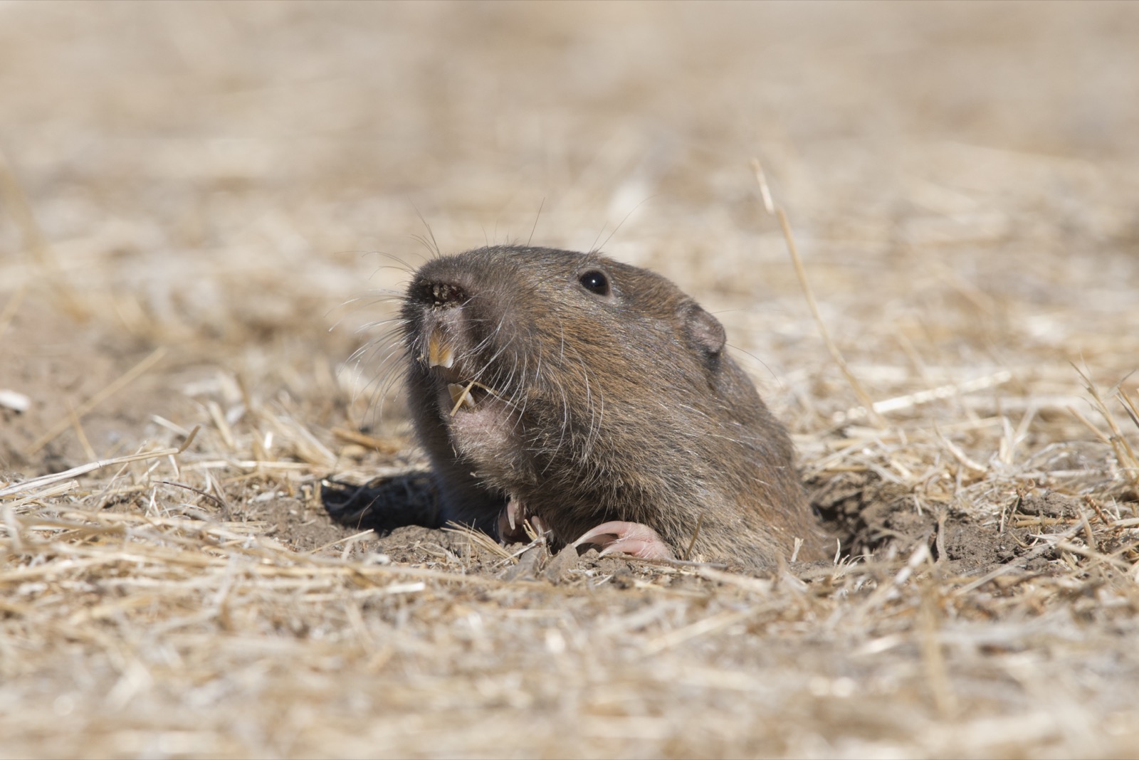 a brown gopher sticking its head and one hand out of a hole in a field of dirt