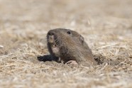What s Going On Underground With Gophers 