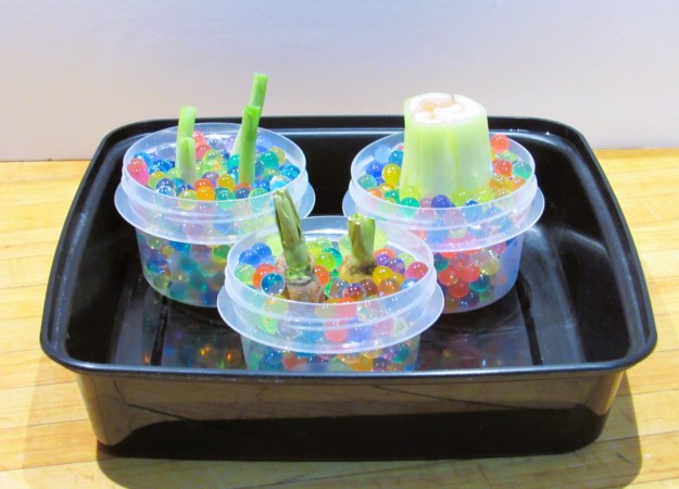 Vegetable scraps from celery, scallions, and carrots are placed on clear plastic containers with the root side down in hydrated gel beads. All three containers are placed in a tray.