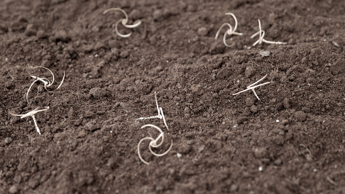 Small wooden twists about the size of a ring scattered over dry soil.