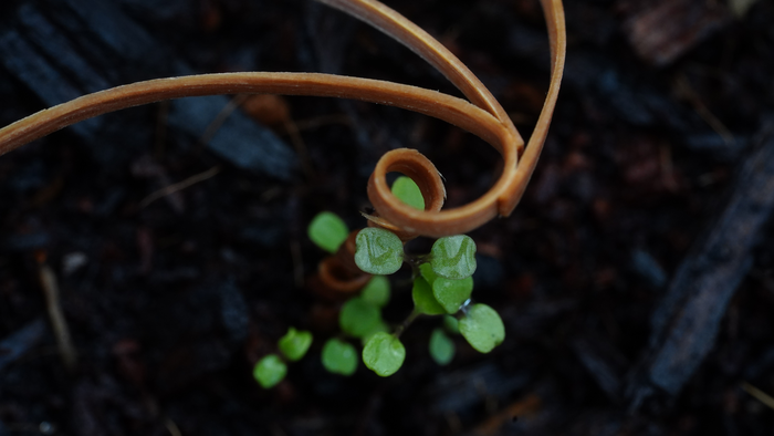 A thin wooden stick twists around a green seedling in the dirt.
