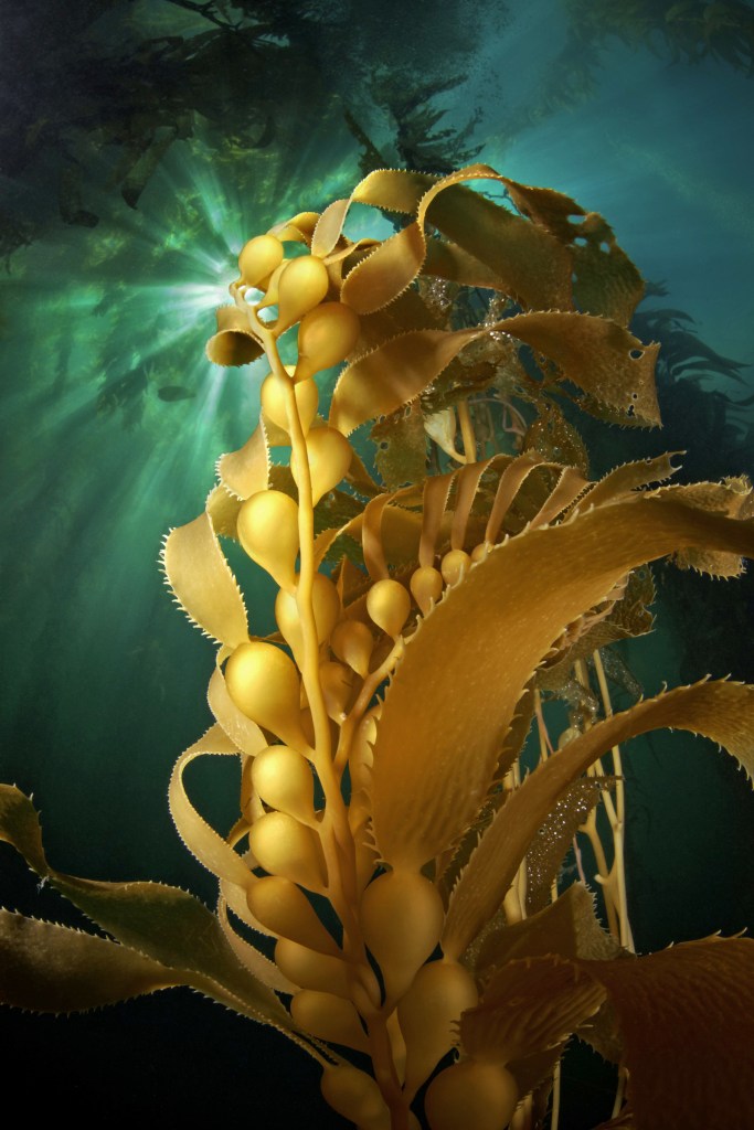 Yellow kelp underwater, flat yellow leaves and bulbs floating