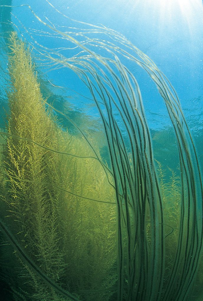 Strands of thin, very long, asparagus-like seaweed