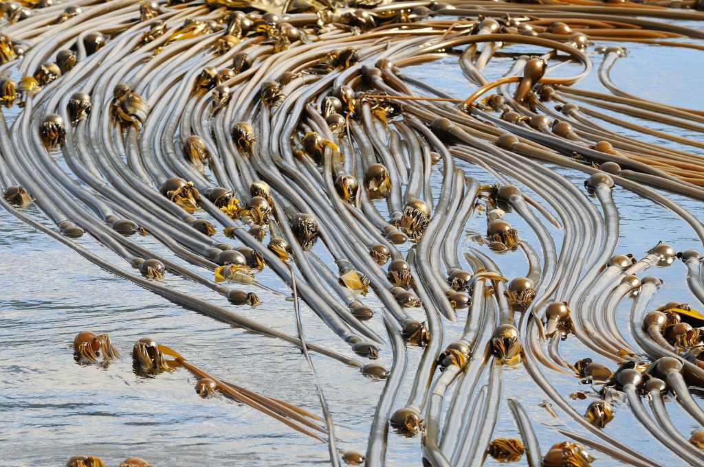 Kelp washed up in shallow water with bulbs in the middle of each thick strand.