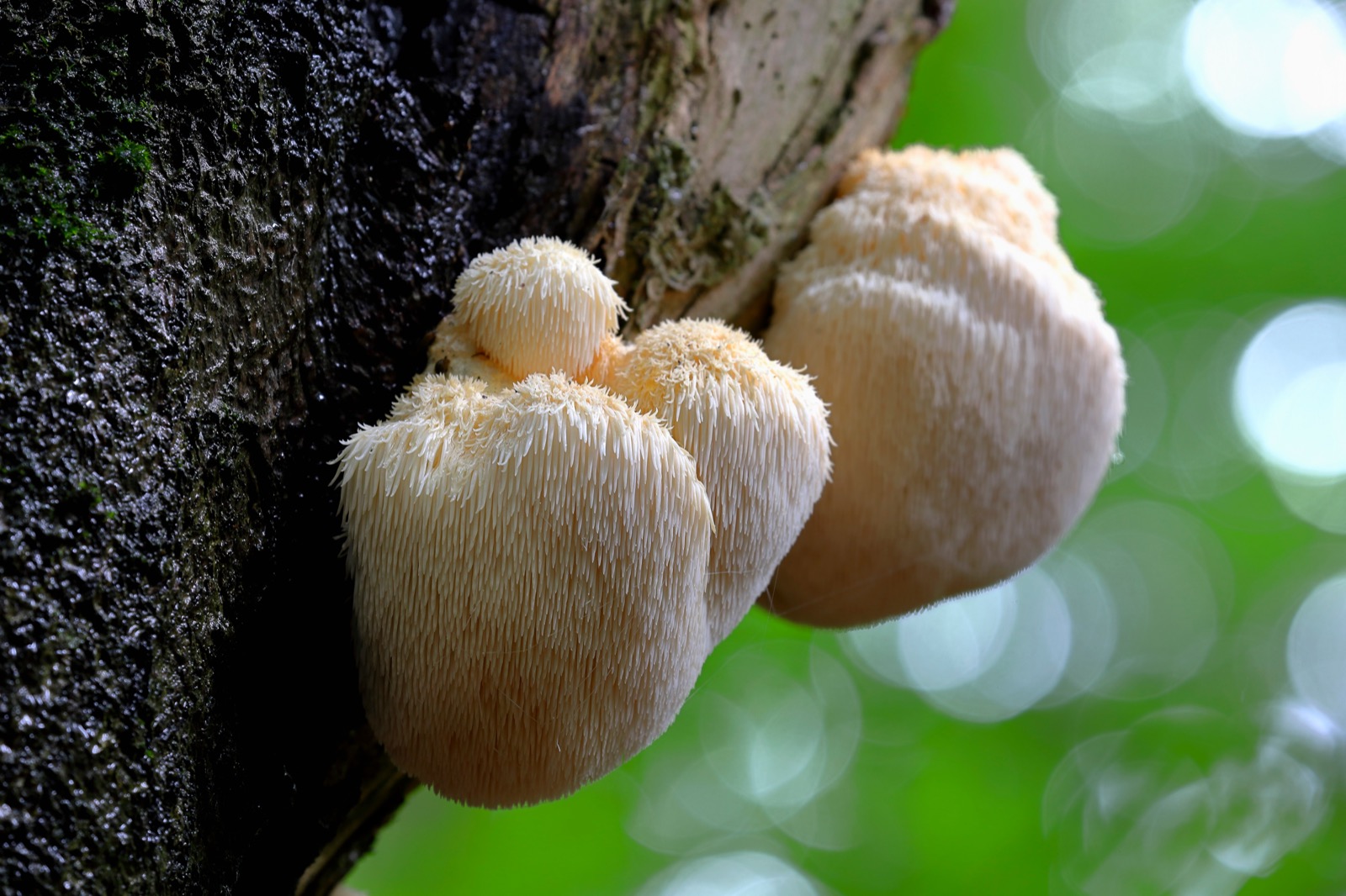 two vaguely spherical white mushrooms with a furry appearance attached to a tree