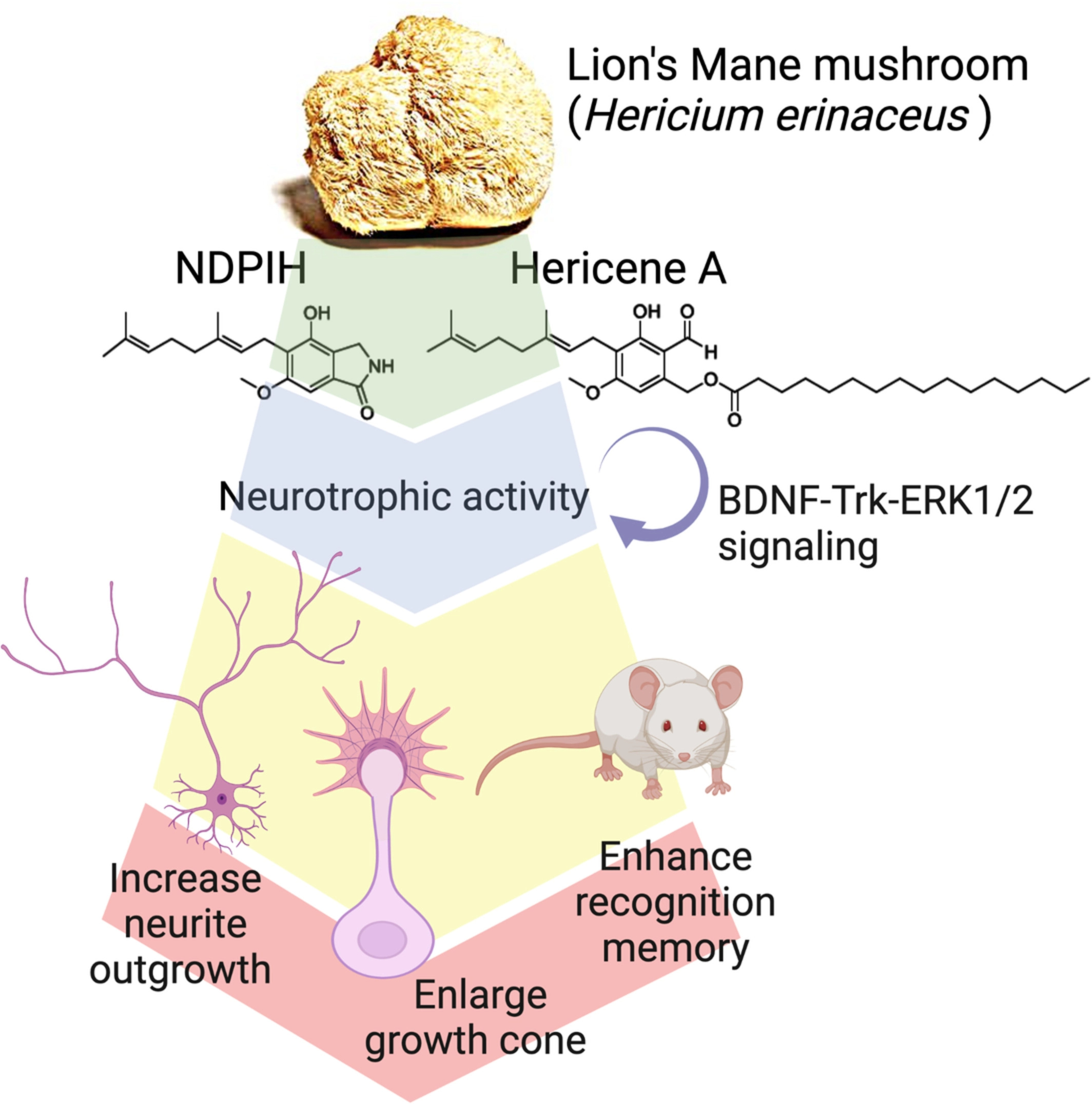 a simple diagram. at the top is a picture of lion's mane mushroom with a large arrow coming out below it, extending to the bottom of the diagram. the next stage features chemical diagrams of NDPIH and Hericene A. below that is the text "neutrophic activity." below that are simple illustrations of brain cells like neurite, and a mouse. the accompanying text reads: "increase neurite outgrowth, enlarge growth cone, enhance recognition memory"