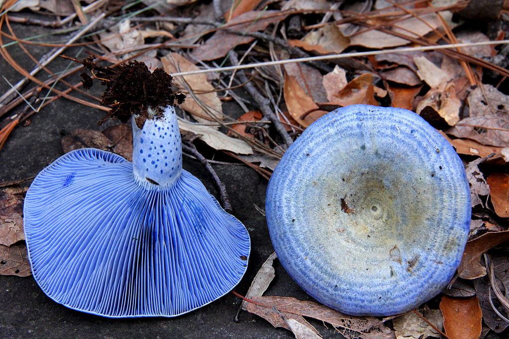 Two bright blue mushrooms, one showing the gills on the bottom of the mushroom cap and one face up with the top of the mushroom to the camera.