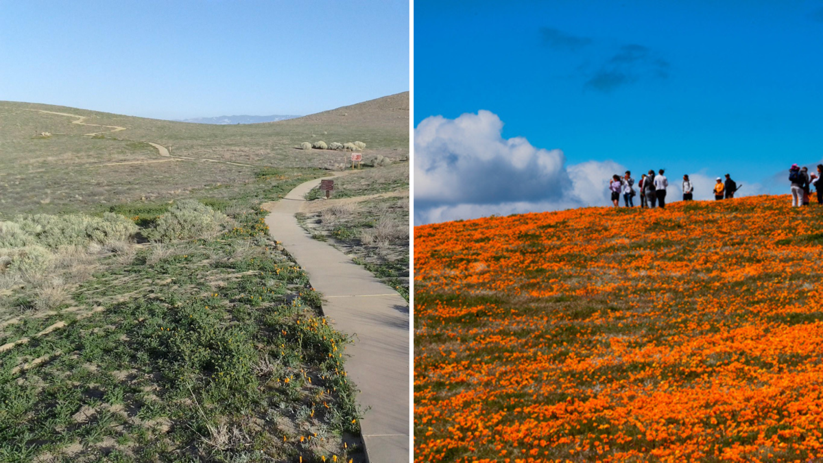 The picture on the left features green grass and brown shrubs. On the right the picture is filled with brightly colored orange poppies.