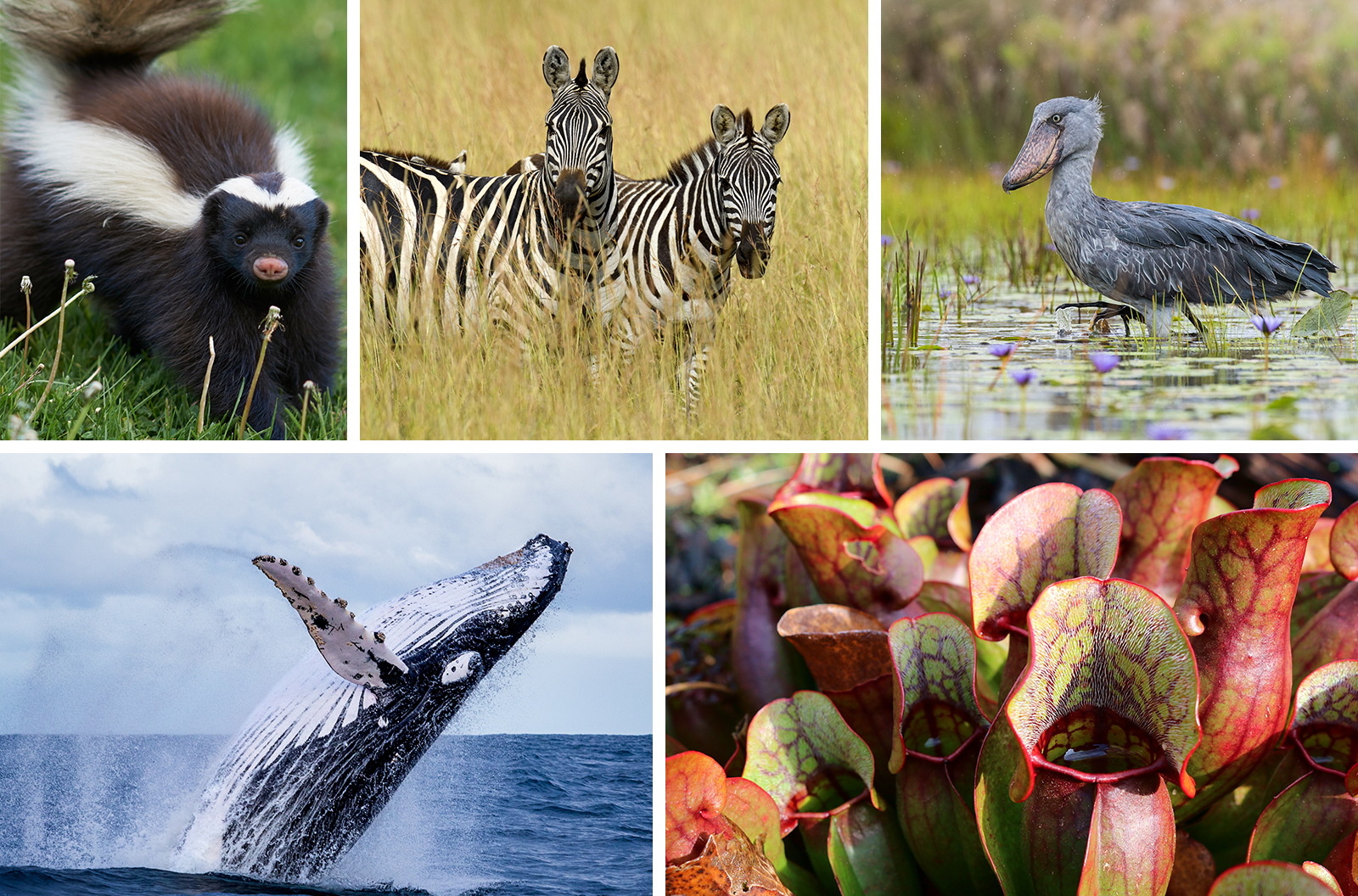 Celebrating 50 years of CITES conserving the world's wild animals and  plants on World Wildlife Day 2023