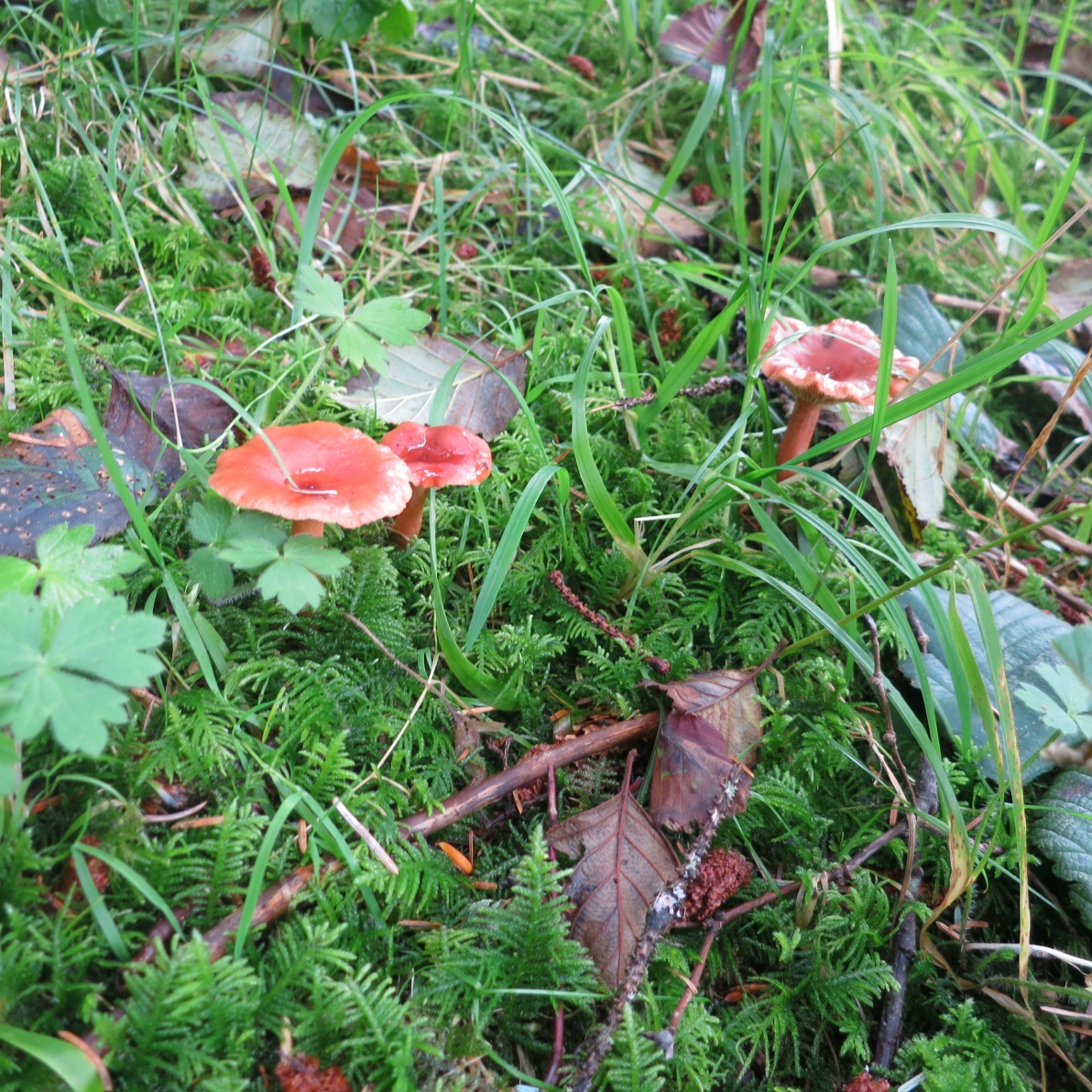 Three reddish brown mushrooms of the genus Lactarius growing in a green grassy area.