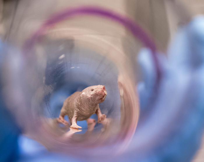 naked mole rat inside a clear struture