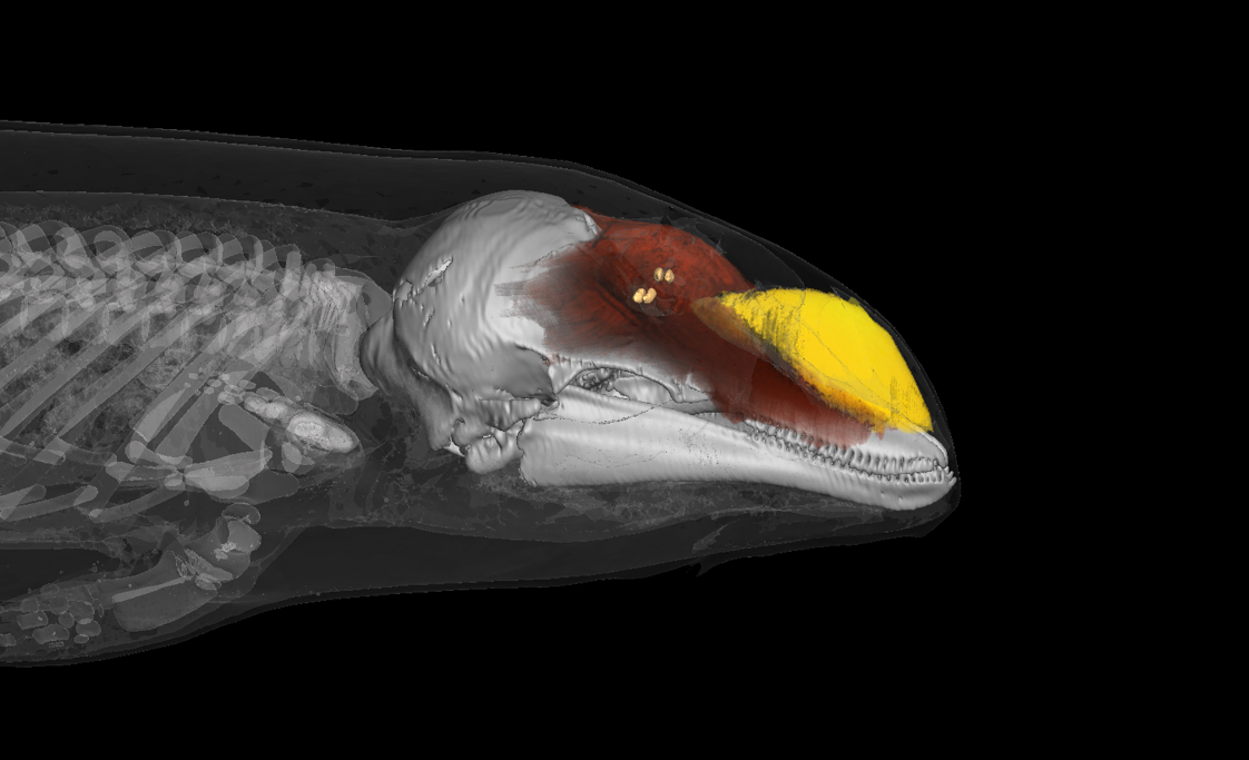 an MR scan of a porpoise highlighting specific regions where sound is produced