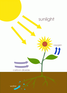 An illustration of a sunflower getting sunlight, carbon dioxide to leaves, and water to roots underground. The picture also shows the plant’s leaves giving off oxygen back into the atmosphere. 